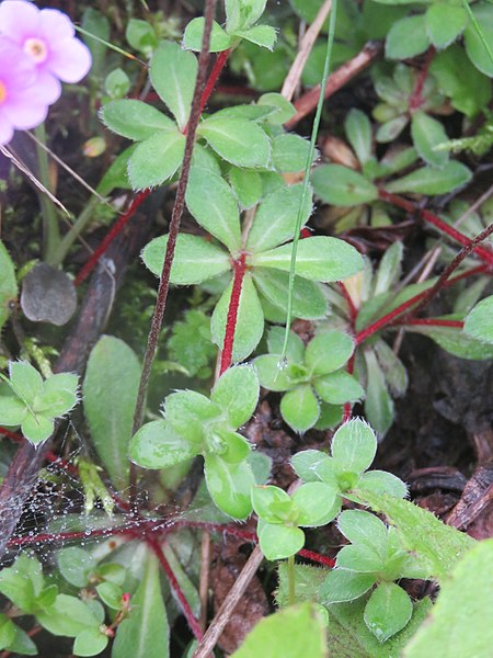 File:Androsace sempervivoides - Evergreen Rock Jasmine on way from Gangria to Hemkund at Valley of Flowers National Park - during LGFC - VOF 2019 (13).jpg