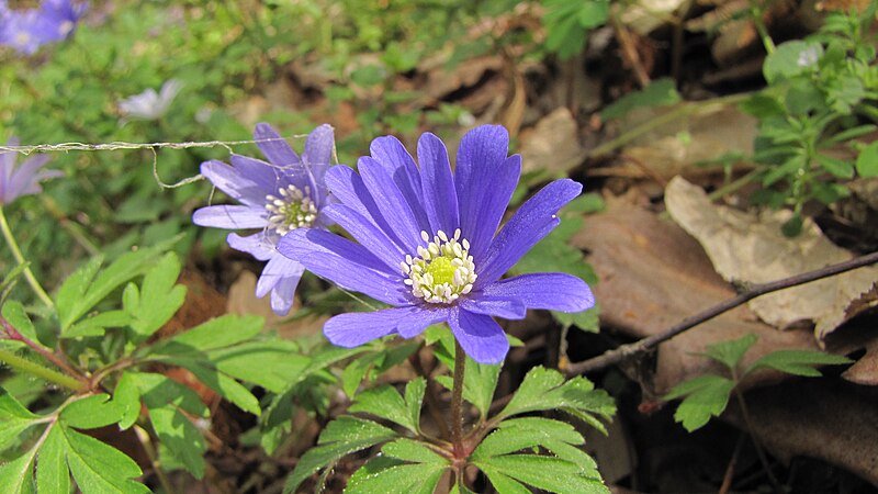 File:Anemone apennina 1111 01.jpg