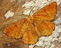 Angerona prunaria (Linnaeus, 1758) type orange