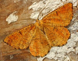 Blackthorn (Angerona prunaria)