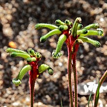 Anigozanthos gabrielae.jpg