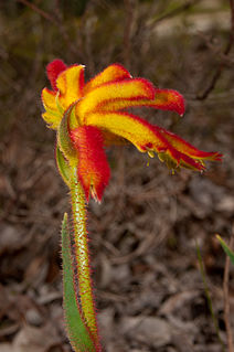 <i>Anigozanthos humilis</i> Species of flowering plant