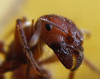 Pincers as part of an ant's mandibles Ant head closeup.jpg