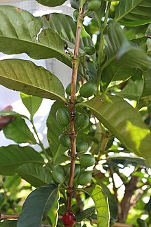 An antestia bug on a coffee tree Antestia bug on coffee.jpg