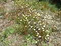 Anthemis maritima