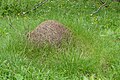 Anthill in South Tyrol