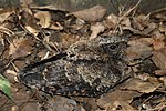 Thumbnail for Tawny-collared nightjar