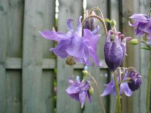 Aquilegia-cultorum.JPG