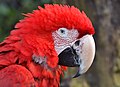 * Nomination Portrait of a red-and-green macaw. --Clément Bardot 15:53, 8 April 2015 (UTC) * Promotion Good quality.--Johann Jaritz 16:02, 8 April 2015 (UTC)