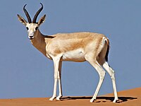 Sandgazelle