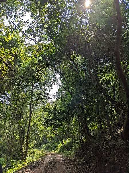 File:Aralam Wildlife Sanctuary during Annual Butterfly Survey 2022 (246).jpg