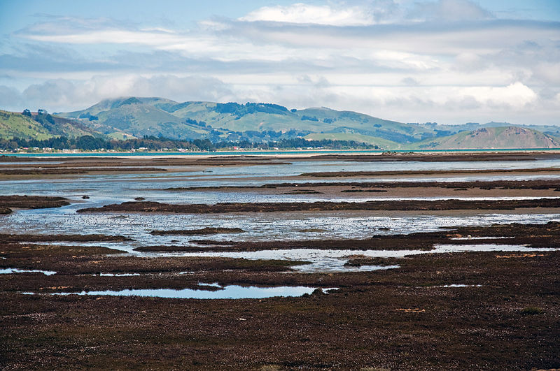 File:Aramoana Salt Marsh, Otago, New Zealand, 11th. Dec. 2010 - Flickr - PhillipC.jpg