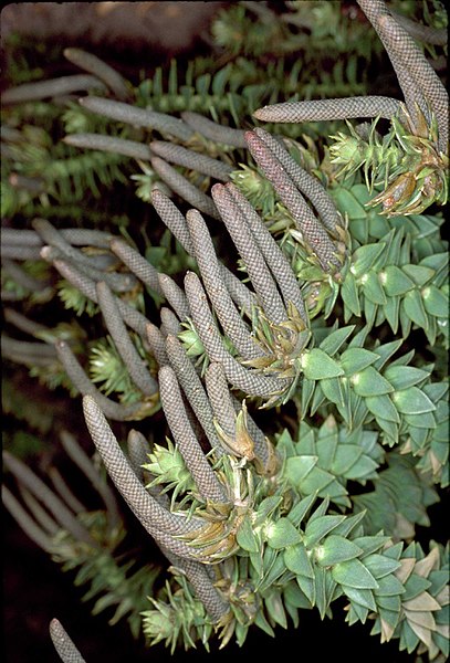 File:Araucaria-bidwillii-ALA-1.jpg