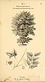 Arboretum et fruticetum britannicum; or, The trees and shrubs of Britain, native and foreign, hardy and half-hardy, pictorially and botanically delineated, and scientifically and popularly described; (14763307581).jpg