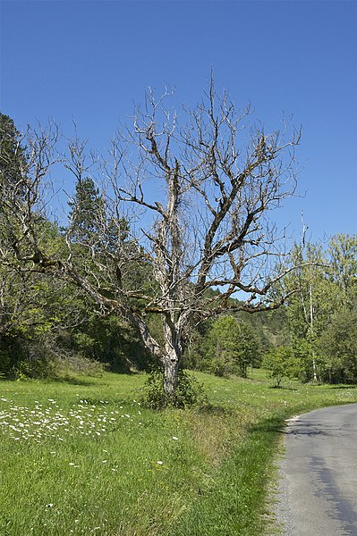 File:Arbre mort Dordogne.jpg