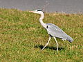 Ardea cinerea - Jona (SG) - Stamp 2011-11-18 14-13-10.jpg