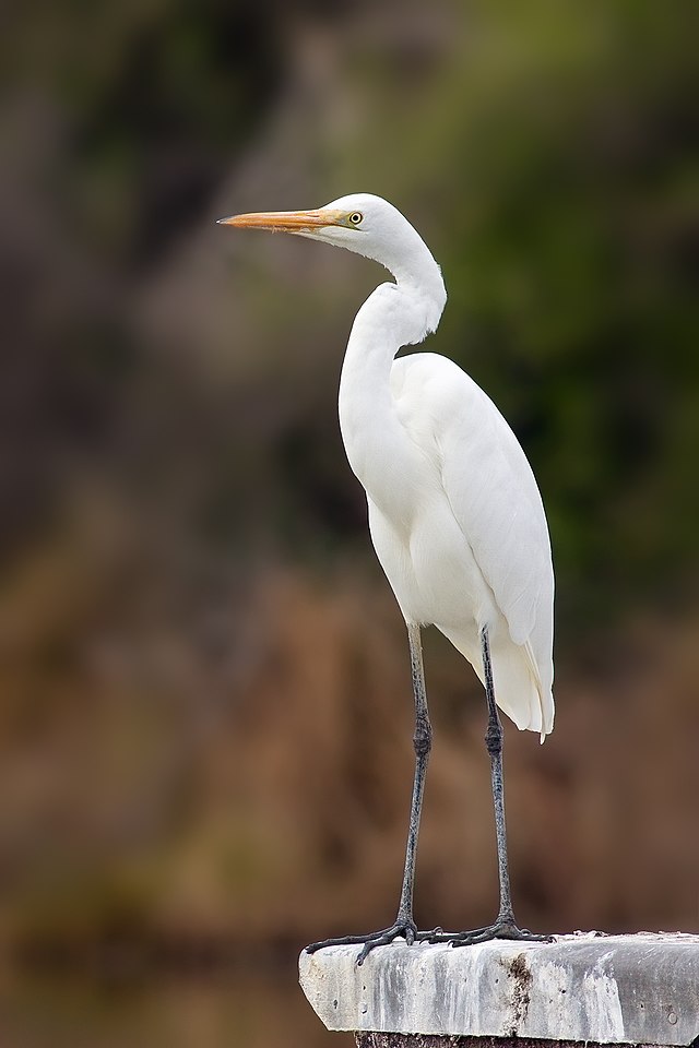 Which White Bird Is That?! Is It An Egret? Or A Heron? Or