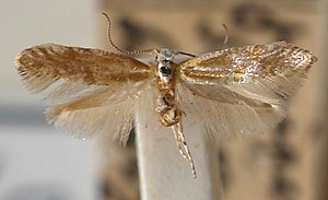 Argyresthia.dilectella.mounted.jpg