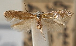 <i>Argyresthia dilectella</i> species of insect