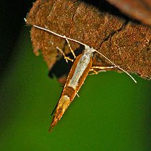 Argyrestiidae - Argyresthia pruniella- 001.JPG 