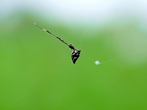 Argyrodes xiphias