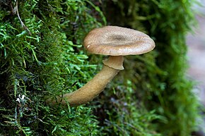 A kép leírása Armillaria hinnulea 5969.jpg.