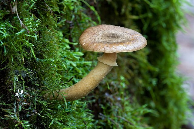 Armillaria hinnulea: fotografijŏ