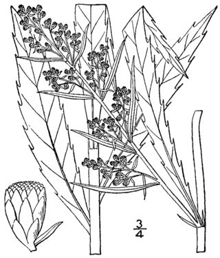 <i>Artemisia serrata</i> Species of flowering plant