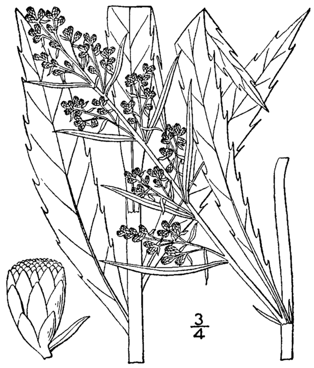 File:Artemisia annua sl11.jpg - Wikimedia Commons