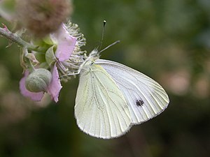 暗脈菜粉蝶Pieris napi