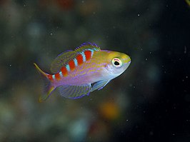 Pseudanthias flavoguttatus