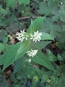 Asclepias, Naturschutzgebiet Ahorn-Lindenwald 202006.jpg