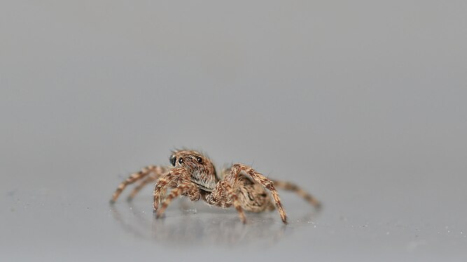 Jumping Spider (Salticidae)