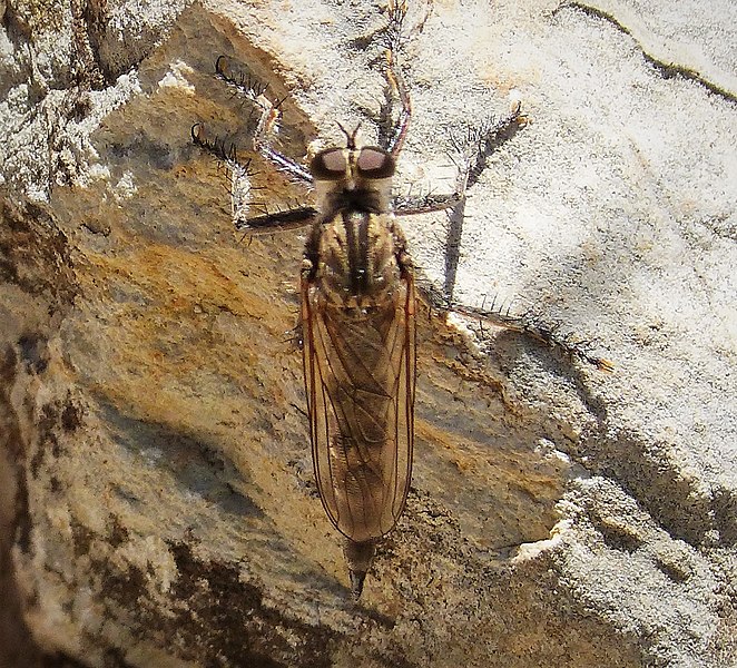 File:Asilidae Robberfly (40085473592).jpg