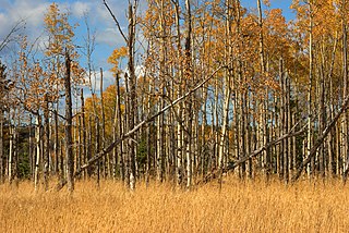 Aspen parkland Temperate grasslands, savannas, and shrublands ecoregion of Canada and the United States