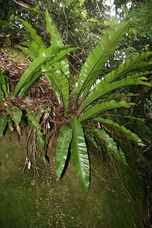 <i>Asplenium australasicum</i> Species of fern in the family Aspleniaceae