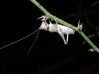 <i>Ateloplus schwarzi</i> Species of cricket-like animal