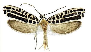 <i>Atteva zebra</i> Species of moth
