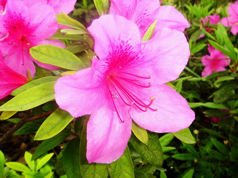 File:Azalea Nanjing.jpg