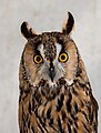 * Nomination Eurasian eagle-owl (Bubo bubo), Arcos de la Frontera, Cádiz, Spain --Poco a poco 17:59, 18 January 2016 (UTC) * Promotion  Support Good quality --Halavar 18:59, 18 January 2016 (UTC)