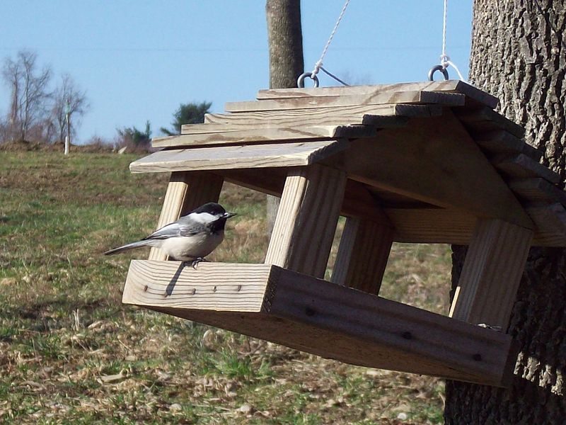 File:BCChickadee platform.jpg