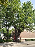 Миниатюра для Файл:Babruysk giant oak 1.jpg