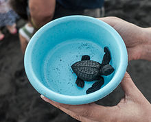 Baby turtle released into the sea. Baby-turtle.jpg