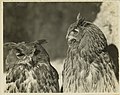 Balkan owls, National Museum of Health and Medicine