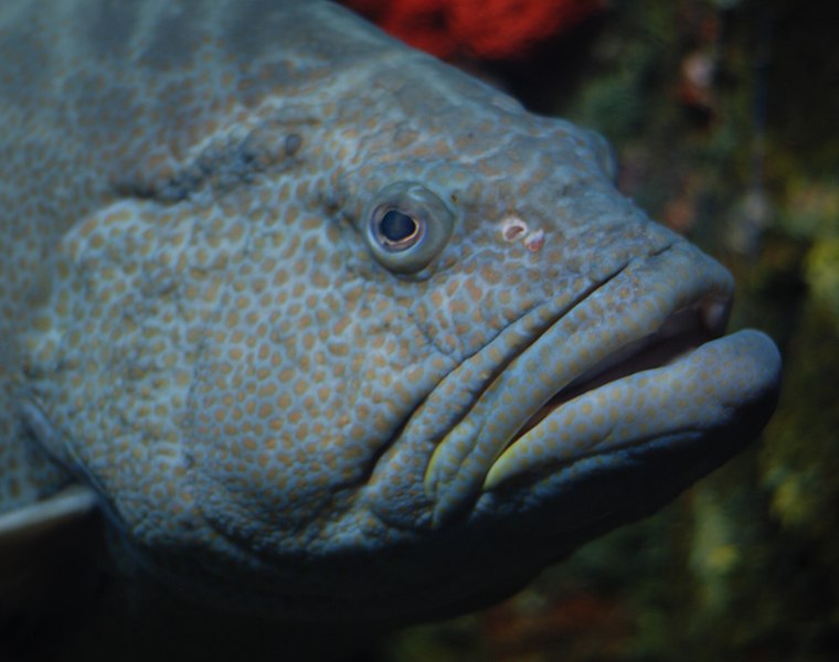 File:Baltimore Aquarium - Mycteroperca bonaci - 3.jpg