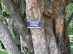 Bark of Parrotia.JPG