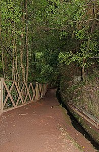 Laurel forest Barranco del Agua La Palma