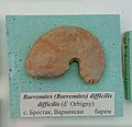 en:Barremites (Barremites) difficilis difficilis (d'Orbigny), en:Barremian, en:Brestak, (Coll.St. Breskovski) at the en:Sofia University "St. Kliment Ohridski" Museum of Paleontology and Historical Geology