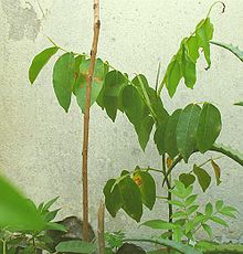 Young sapling cultivated in Sao Paulo. Baru.jpg