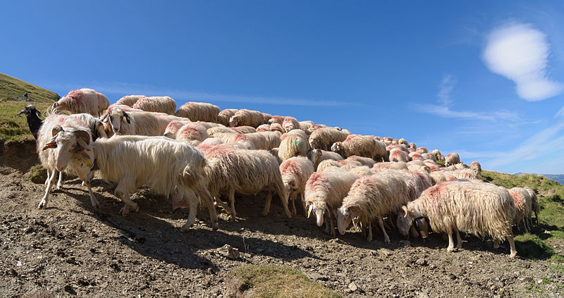 File:Basco-bearnaise brebis troupeau.jpg